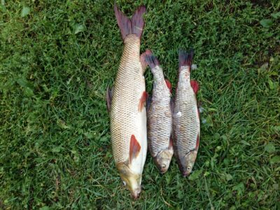 Barbel, 2.0 kg — Neman River