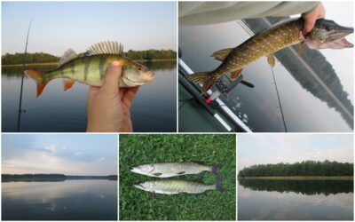 Northern Pike ×2