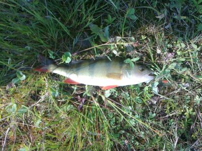 Eurasian perch