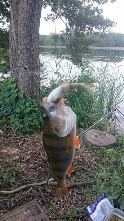 Eurasian perch — Akmenių