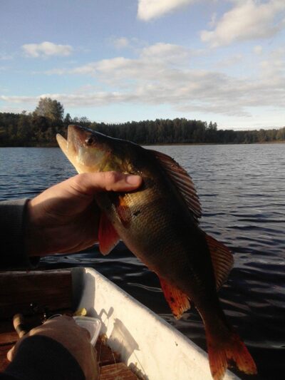 Eurasian perch, 0.6 kg — Paštys