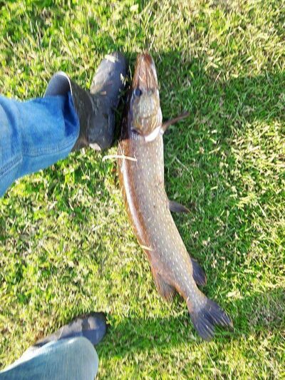Northern Pike