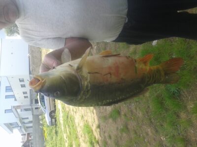 Mirror carp, 6.0 kg — Gilužis