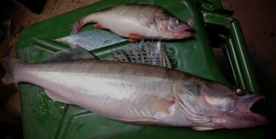 Pike perch, 1.6 kg — Kuršių