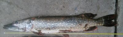 Northern Pike, 2.5 kg