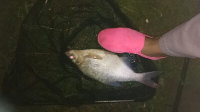 Carp bream — Kuršių