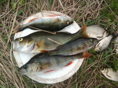 Eurasian perch