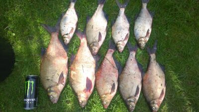 Carp bream ×9