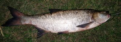 Asp, 2.3 kg — Neman River