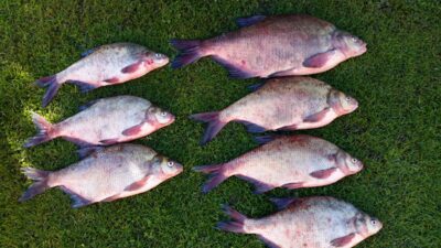 Carp bream, 5.0 kg