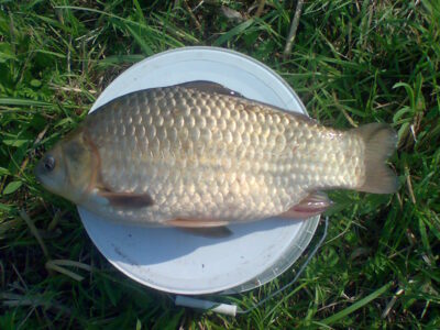 Prussian carp, 1.4 kg