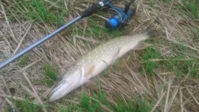 Northern Pike, 1.4 kg — Sidabravo