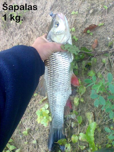 chub, 1.0 kg — Neris River