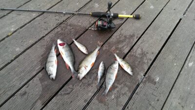 Eurasian perch ×7 — Kaunas reservoir