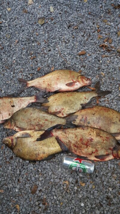 Carp bream ×7 — ATMATA