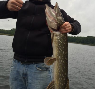 Northern Pike, 4.1 kg
