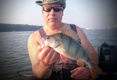 Eurasian perch, 1.0 kg — Kuršių