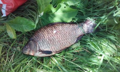 Prussian carp, 0.9 kg