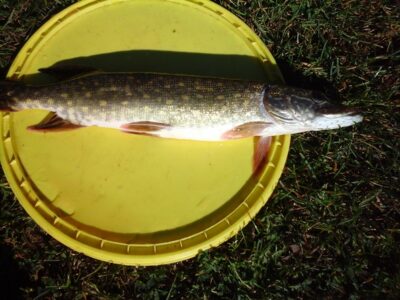 Northern Pike, 0.7 kg — Lamėstas