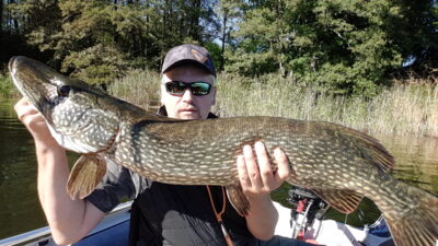 Northern Pike, 8.1 kg