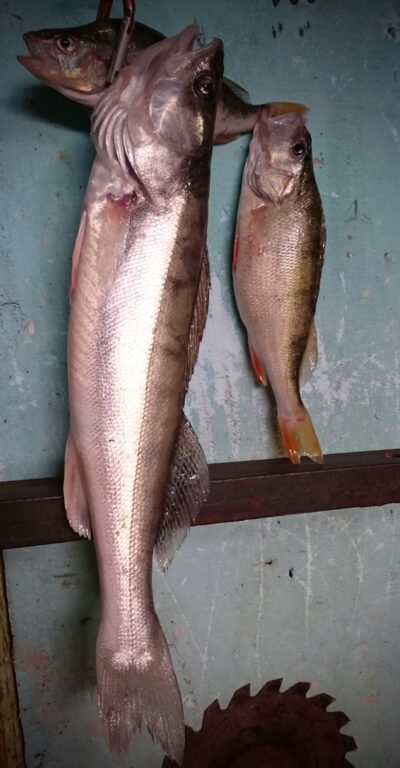 Pike perch, 0.8 kg — Kuršių