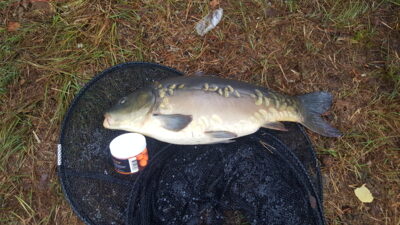 Mirror carp, 3.9 kg — Joskutis