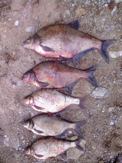 Carp bream ×5 — Kaunas reservoir