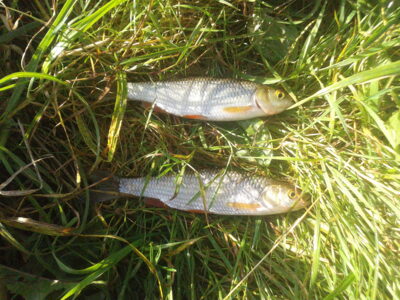 chub, 0.2 kg — Lėvuo