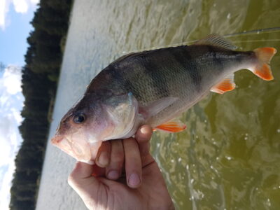 Eurasian perch, 0.9 kg — Kuršių