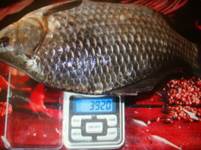 Prussian carp ×13