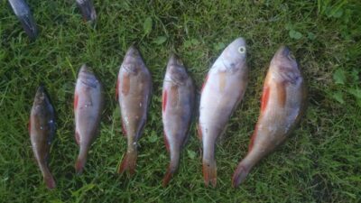 Eurasian perch ×5 — Neris River
