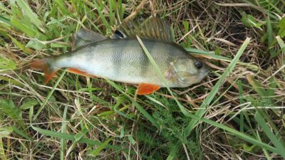 Eurasian perch ×3 — Krokialaukio