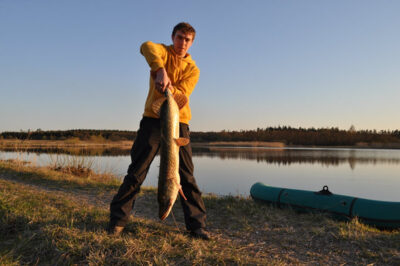 Northern Pike, 8.5 kg