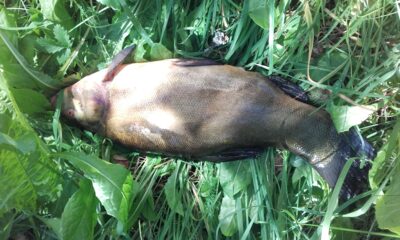 Tench, 2.1 kg — Dysnai