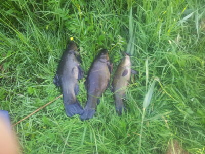 Tench ×3