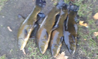 Tench ×4