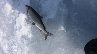 European whitefish, 1.2 kg