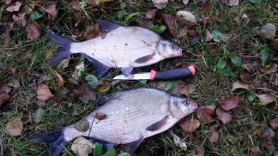 Carp bream — Asveja