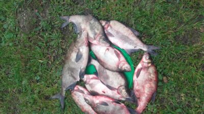 Carp bream ×9 — Skirvytė