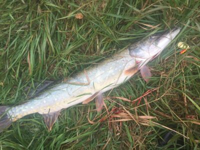Northern Pike, 2.1 kg — Neman River