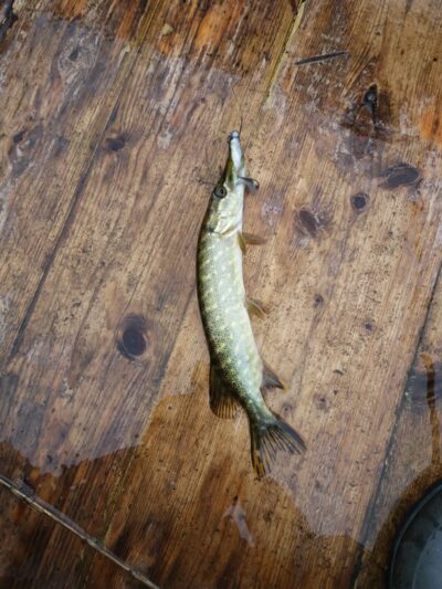 Northern Pike — Gryžuva