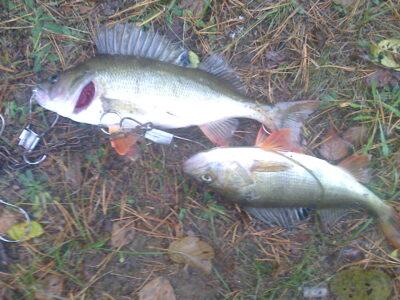 Eurasian perch ×11 — Žiotelės