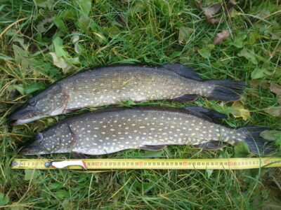 Northern Pike ×2 — Pikeliškiai