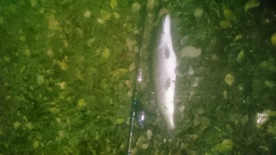 Northern Pike, 2.8 kg — Širvėnos