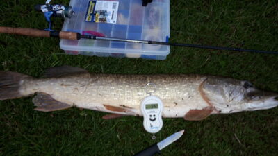 Northern Pike, 5.4 kg