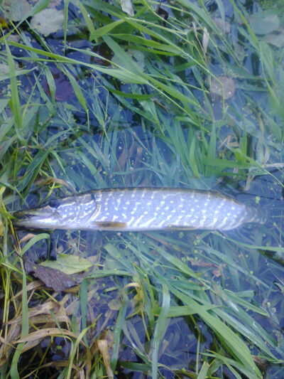 Northern Pike, 0.5 kg — Lėvuo