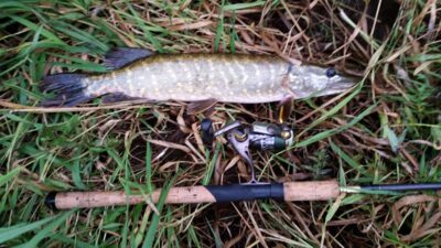 Northern Pike — Neman River