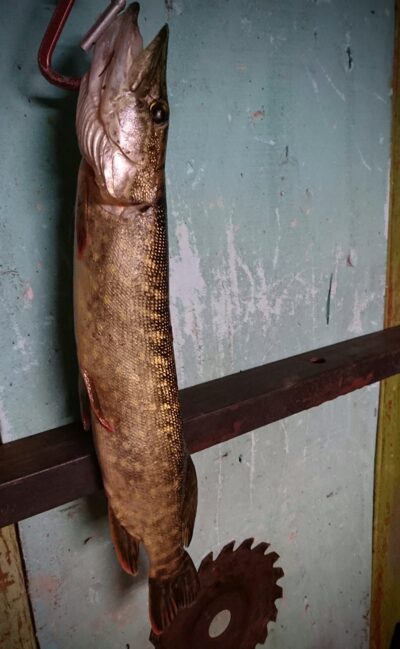 Northern Pike — Gėgė