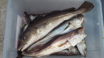 Atlantic cod
