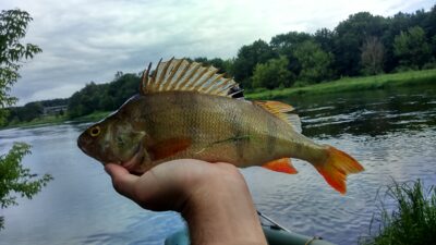 Eurasian perch — Neris River